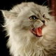 ������ ��� PussiKat