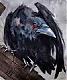 ������ ��� CorvusCorax